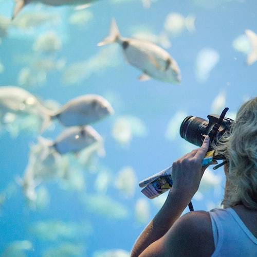 Palma Aquarium: Entrada + Traslado desde la zona de Calvià