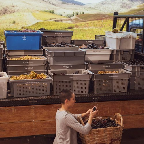 Fonseca Cellar & The Wine Experience: Tour + Tasting