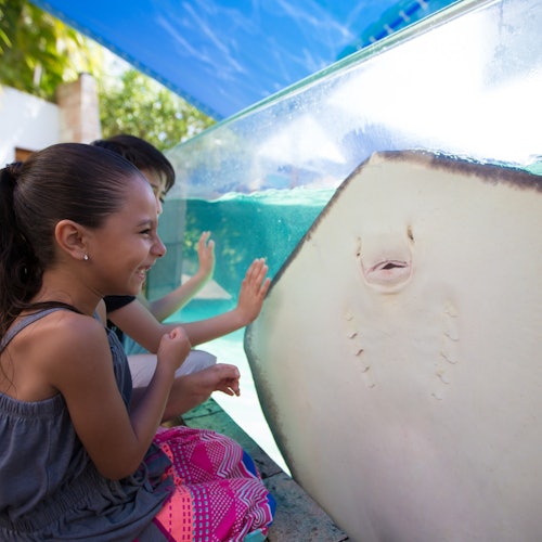 Acuario Interactivo Cancún: Entrada + Espectáculo de Delfines