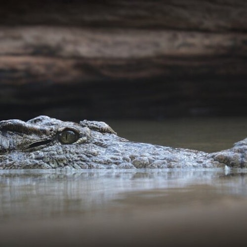 Paseo de 30 minutos en hidrodeslizador y visita guiada al Parque Nacional de los Everglades desde South Beach