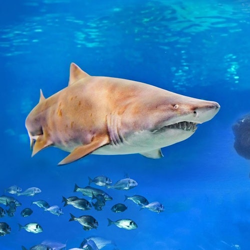 Palma Aquarium: Entrada + Traslado desde Zona Este
