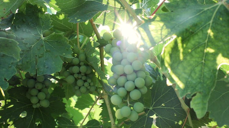 Tour matutino de Chianti con degustaciones de vino y comida.