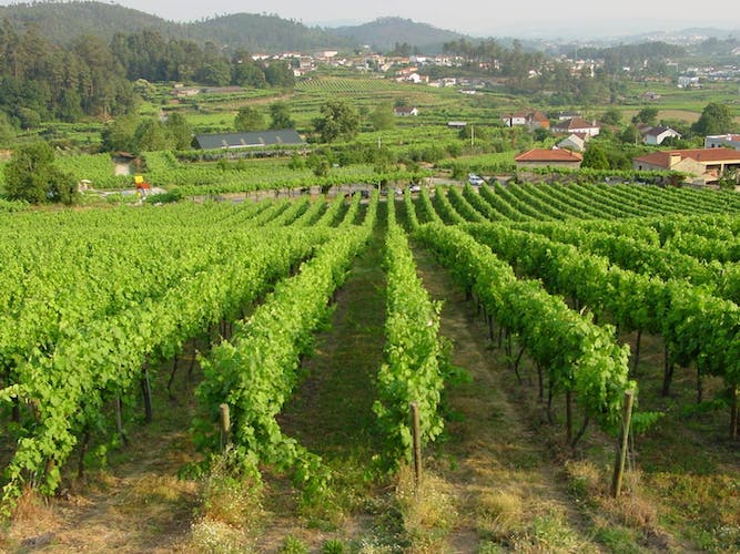 Douro and Vinho Verde private tour from Porto