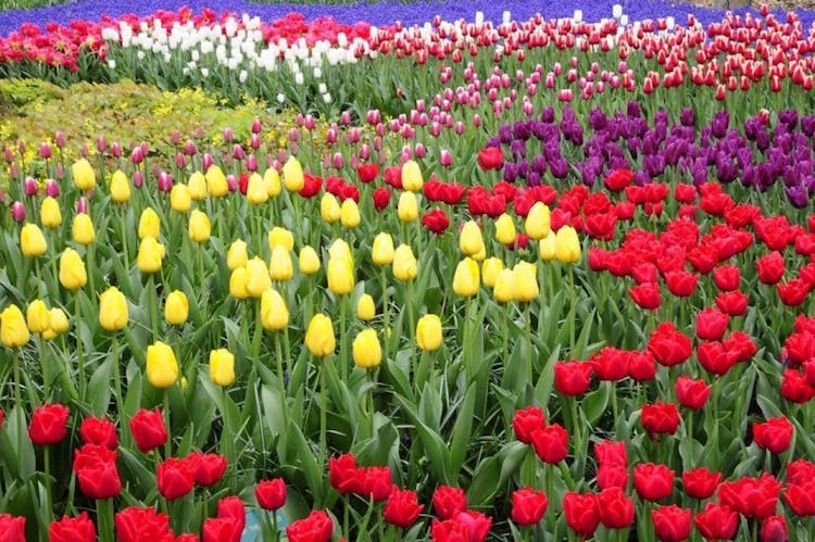 Private Sightseeing Tour to the Keukenhof, Windmills and Cheese Farm