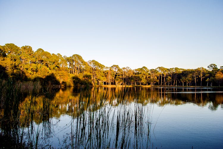 Recorrido en audio autoguiado por la Reserva Nacional Big Cypress