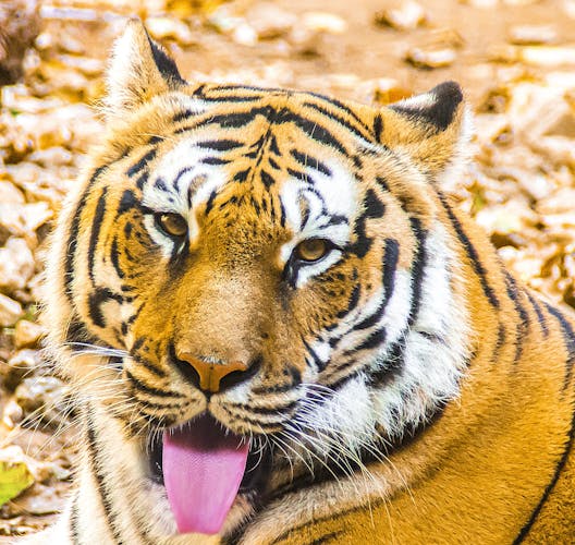 Entrada a Natura Parc
