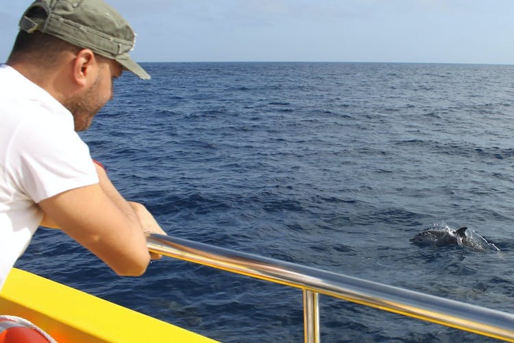 Puesta de sol y delfines