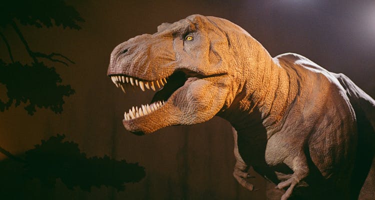 London Natural History Museum reserved entry and audio tour