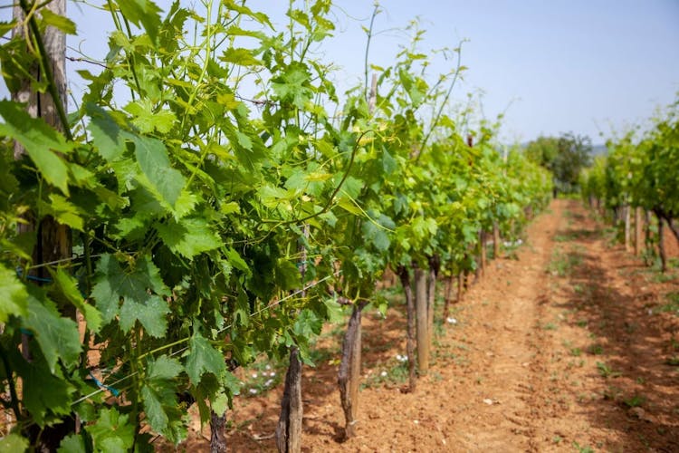 Recorrido vinícola de medio día con Brunello desde Siena