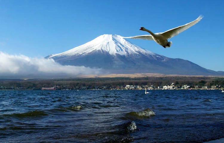 Mt. Fuji Twin Lakes Scenic, Kawaguchiko, Yamanaka, and Onsen 1-Day Tour