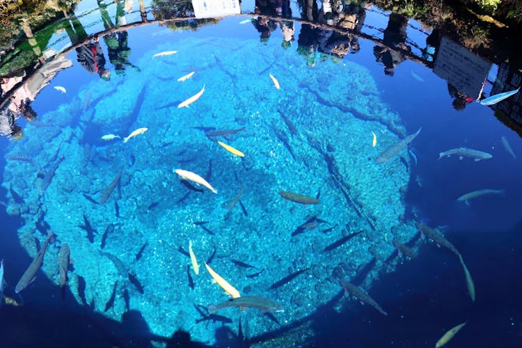 Kawaguchi Lake, Oshino Hakkai, Matcha Experience 1-Day Trip