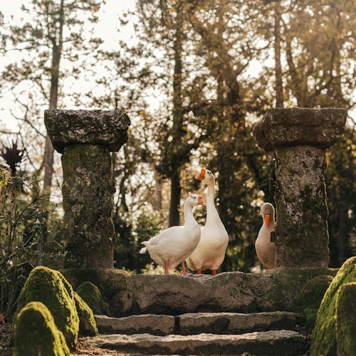 Quinta da Aveleda: Estate Tour with Green Wine Tasting