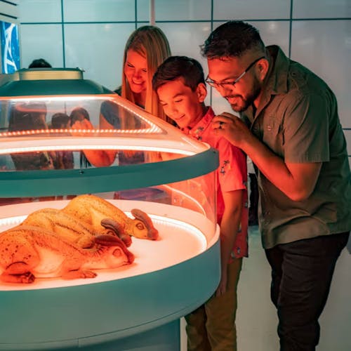 Entrance tickets to Jurassic World, an immersive attraction