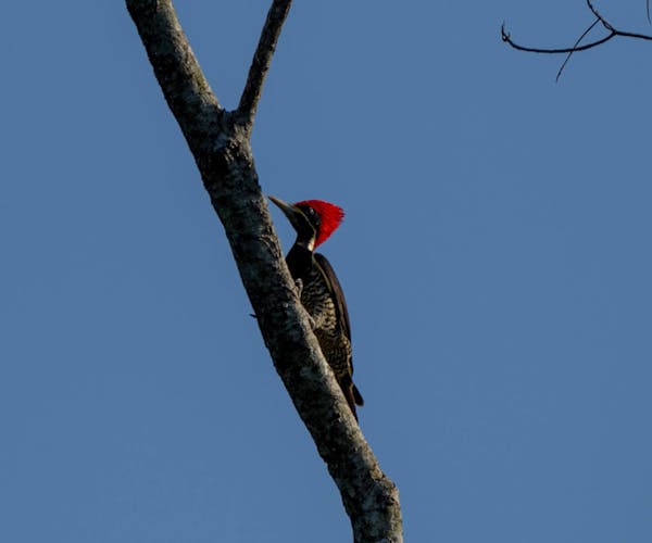 Observación guiada de aves en la antigua ciudad maya de Cobá con brunch