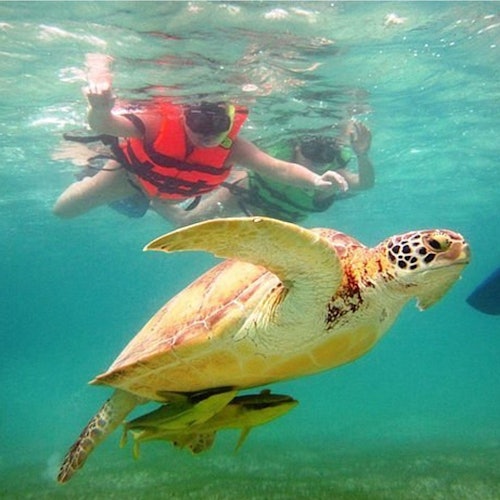 Tulum: Esnórquel con Tortugas en Akumal + Cenote Mariposa + Comida + Traslado