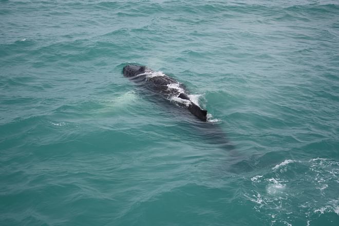 Reykjavik Whale Watching Tour