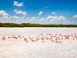 Excursión a Las Coloradas y Río Lagartos