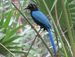Avistamiento de aves en la reserva de Sian Ka'an