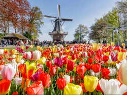 Excursión a Keukenhof y Zaanse Schans