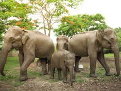 Excursión al santuario de elefantes