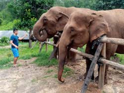 Excursión a una protectora de elefantes