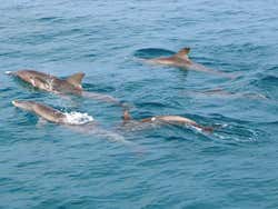 Excursión a las islas Mai Thon, Racha y Coral