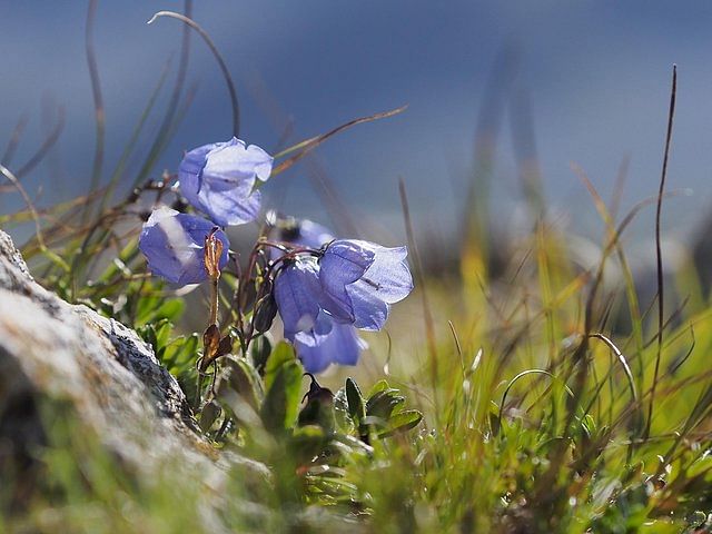 From Verona: Full-day Dolomites Mountains trip