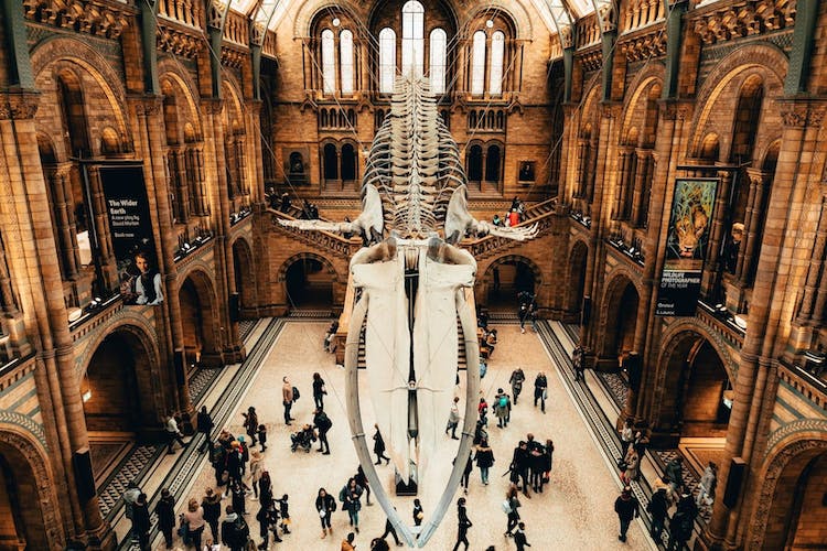 London Natural History Museum Ticket and In-App Audio Tour