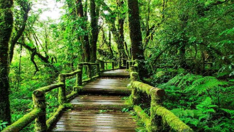 Excursión privada de un día con conductor profesional en Doi Inthanon