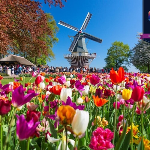 Keukenhof & Flower Parade: Day Tour from Amsterdam + Lunch
