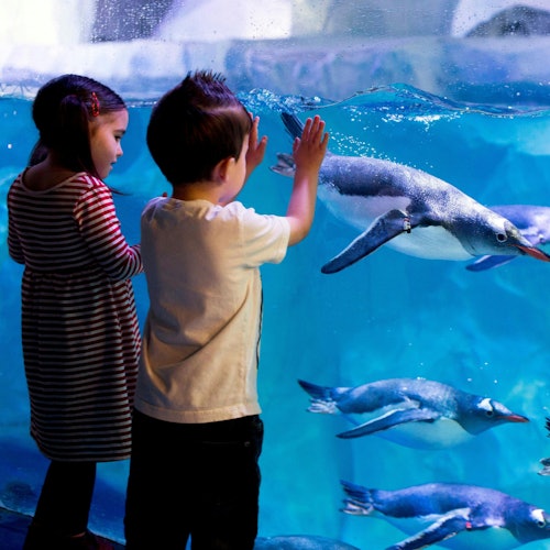 London Eye & SEA LIFE London: Entry Ticket