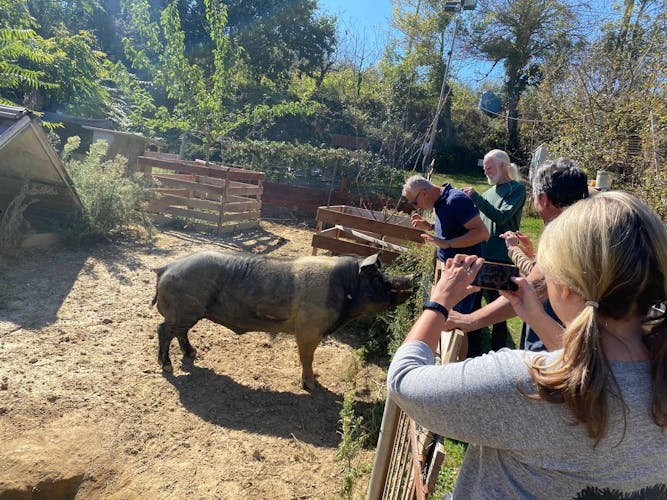Visita guiada semiprivada a Siena, Cortona, Montepulciano y Val D'Orcia