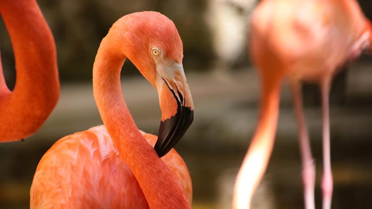 Visita guiada al Santuario de los Monos de Akumal - sólo entrada