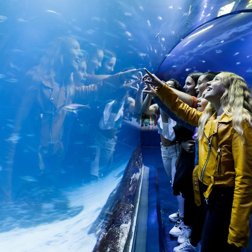 Atlantis Aquarium Madrid: Entrada