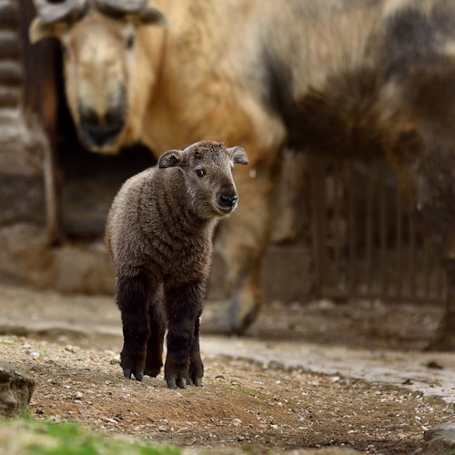 Ménagerie, Zoo of the Jardin des Plantes: Skip The Line