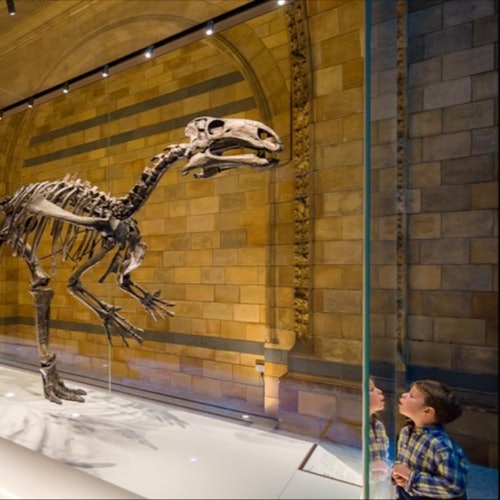 Natural History Museum London: Guided Tour