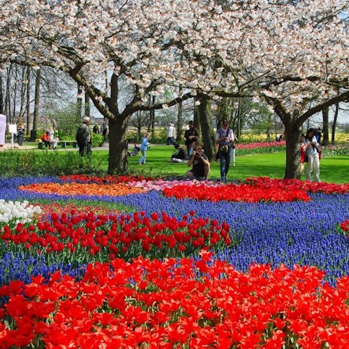 Keukenhof: Guided Tour + Tulip Farm Visit + Windmill Cruise