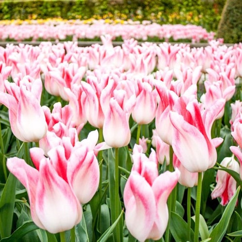 Keukenhof: Entry Ticket + Windmill Cruise + Transport