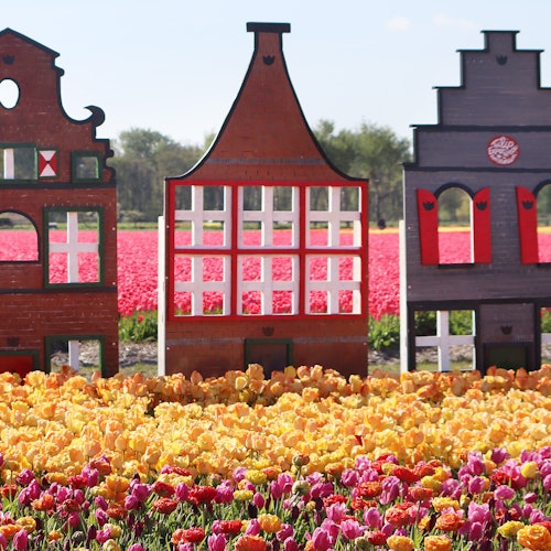 Tulip Experience: Half Day Trip from Amsterdam
