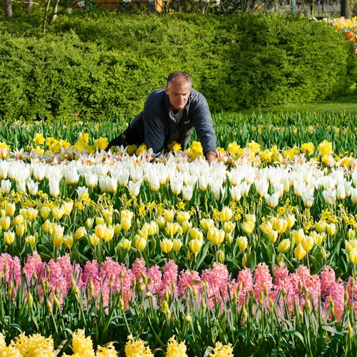 Madurodam & Keukenhof: Day Trip from Amsterdam