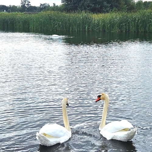 Zaanse Schans & Giethoorn: Guided Tour + Electric Boat Trip