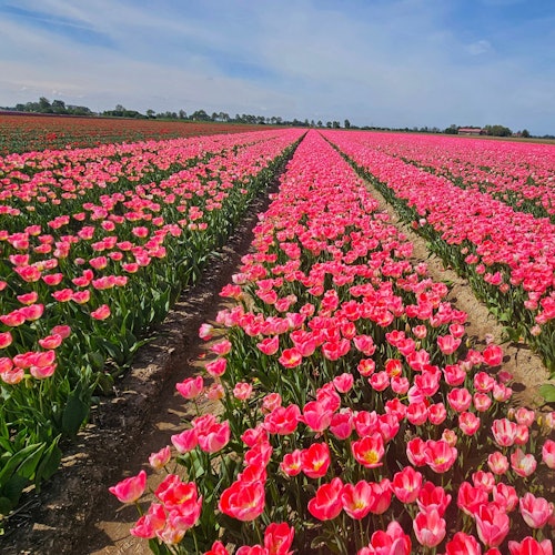 Keukenhof: Tulip Tour + Delft City Tour from Amsterdam