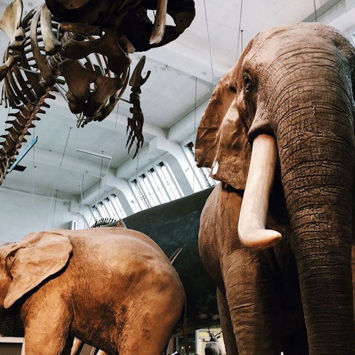 Natural History Museum London: Semi-Private Guided Tour