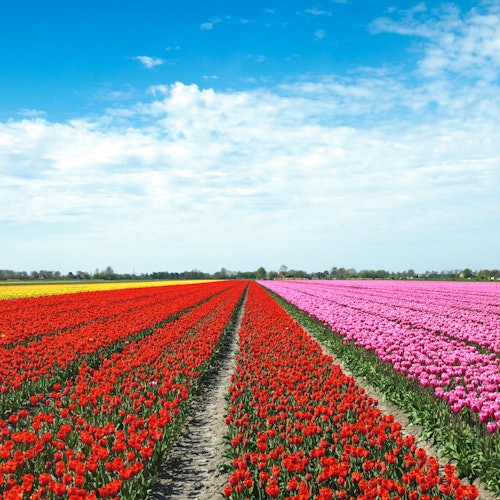 Tulip Fields Of Holland Tour
