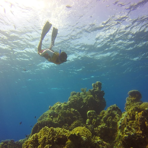 Arrecife Palancar y Bahía El Cielo: Excursión de Snorkel desde Cozumel + Comida Buffet
