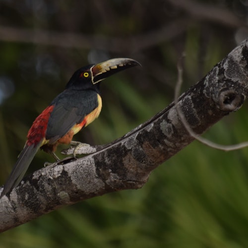 Muyil: Excursión guiada de observación de aves + Desayuno + Traslado