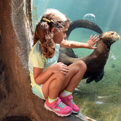 Miami All-Inclusive Pass: Entrada a más de 30 atracciones con Seaquarium