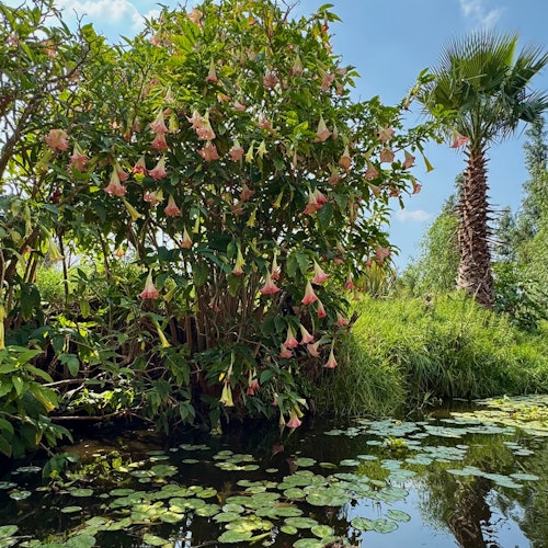 Mexico City Walking Tours: Boat Tour + Roundtrip Transport