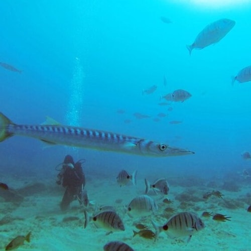 Los Cristianos: Clase guiada de buceo