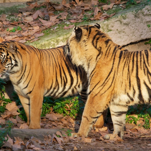 Zoo de Barcelona: Entrada sin colas